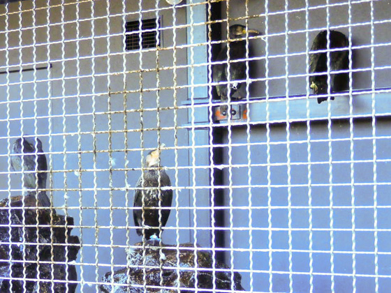 鵜飼ミュージアム