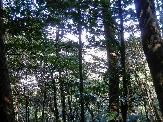 Trekking route of Kinkazan