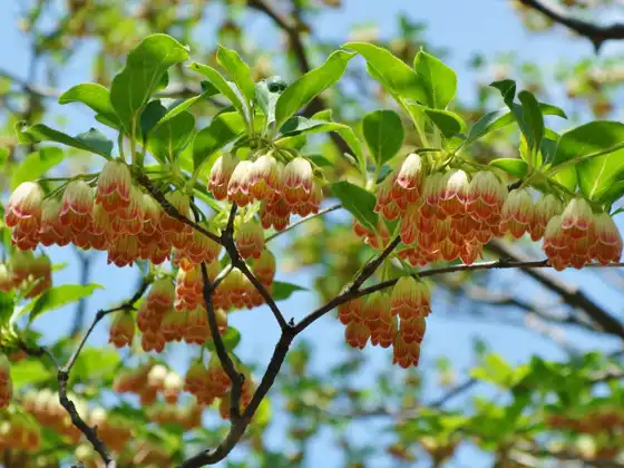 Enkianthus campanulatus