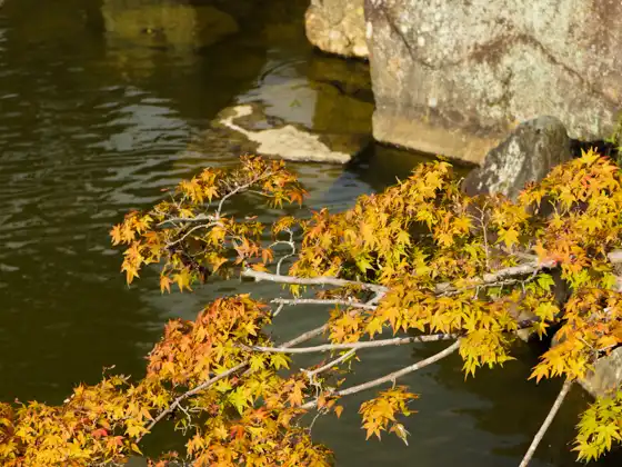 Genkyu-en Garden